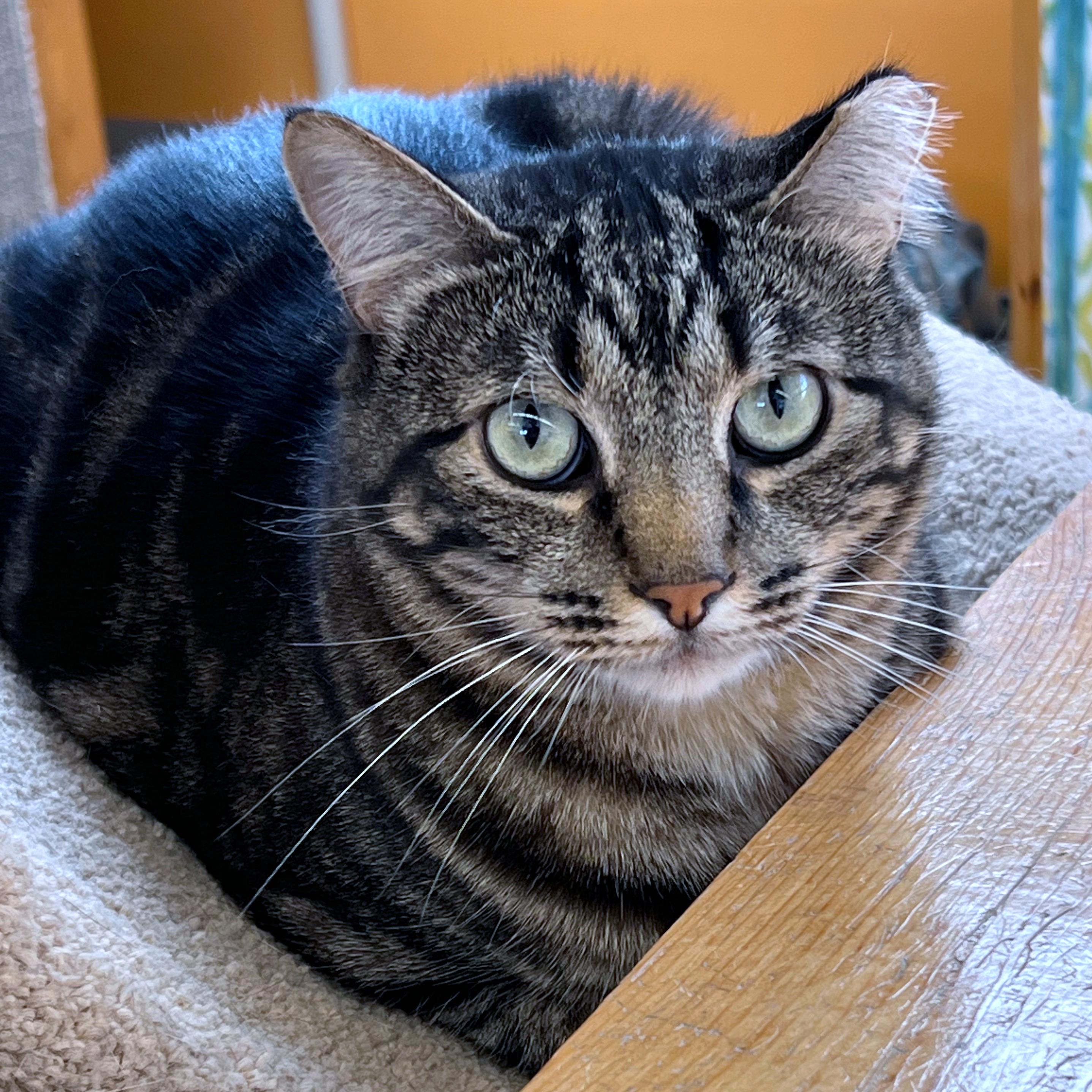 Bobby, ADOPTABLE, Adult Male Domestic Short Hair.
