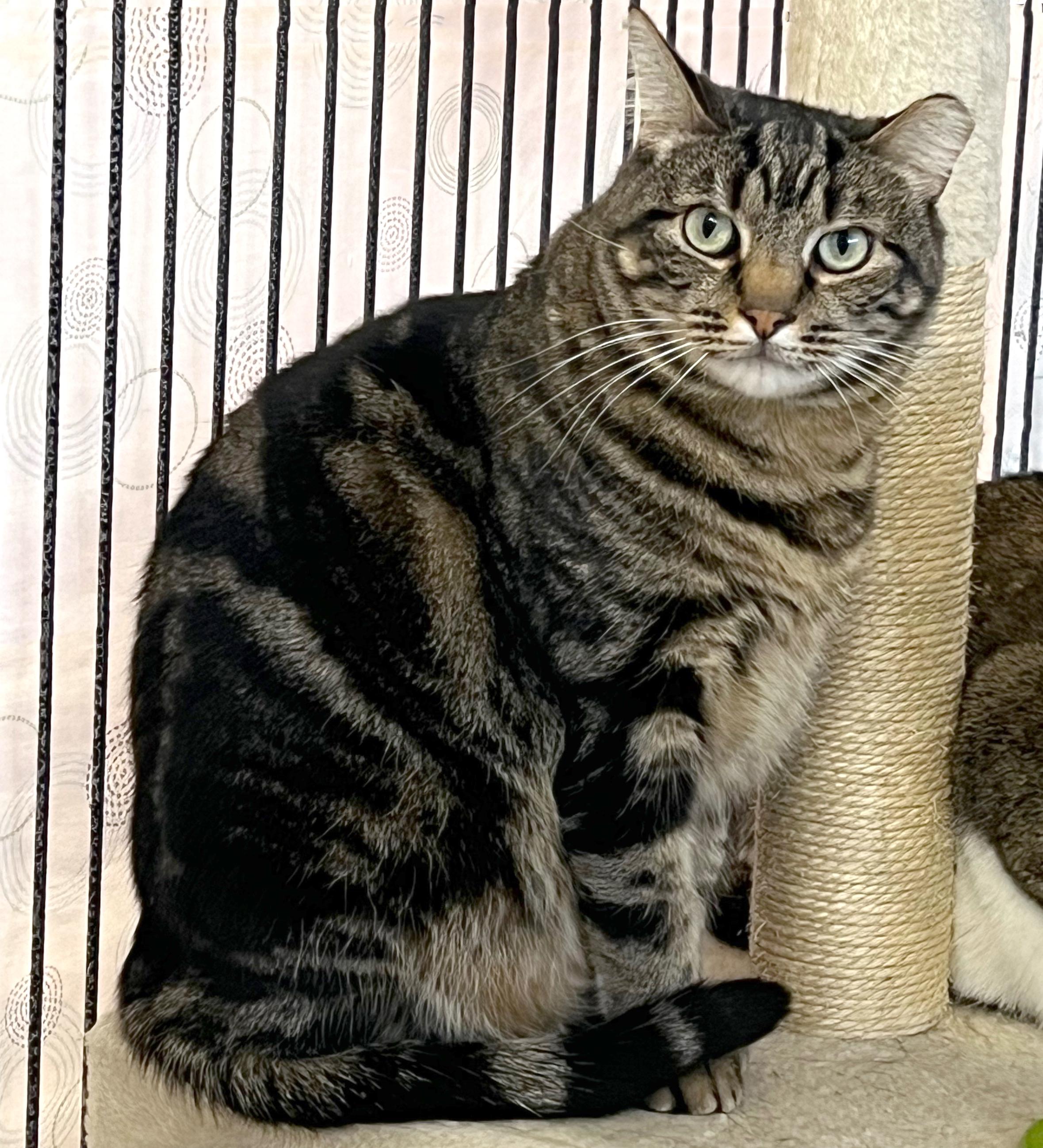 Bobby, a ADOPTABLE Domestic Short Hair in St. Louis, MO image 2/2