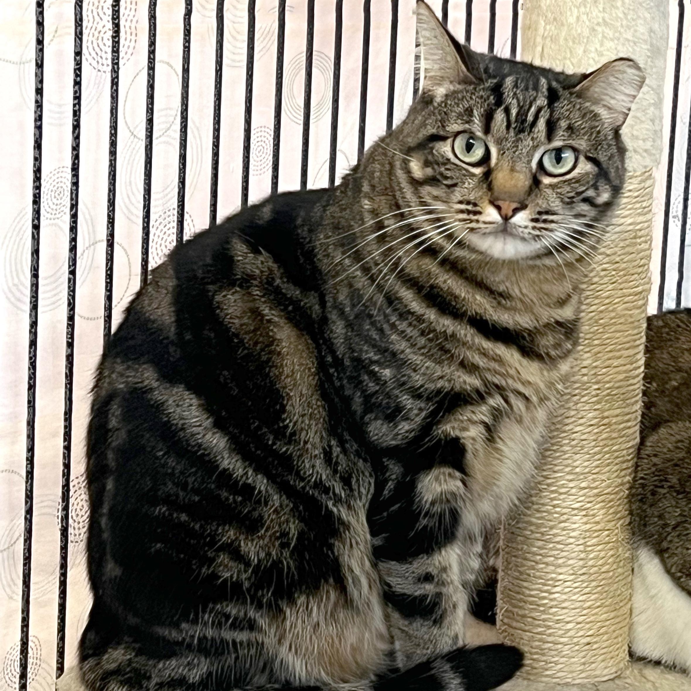 Enlarge Bobby, a Adoptable Domestic Short Hair in St. Louis, MO image 3/3