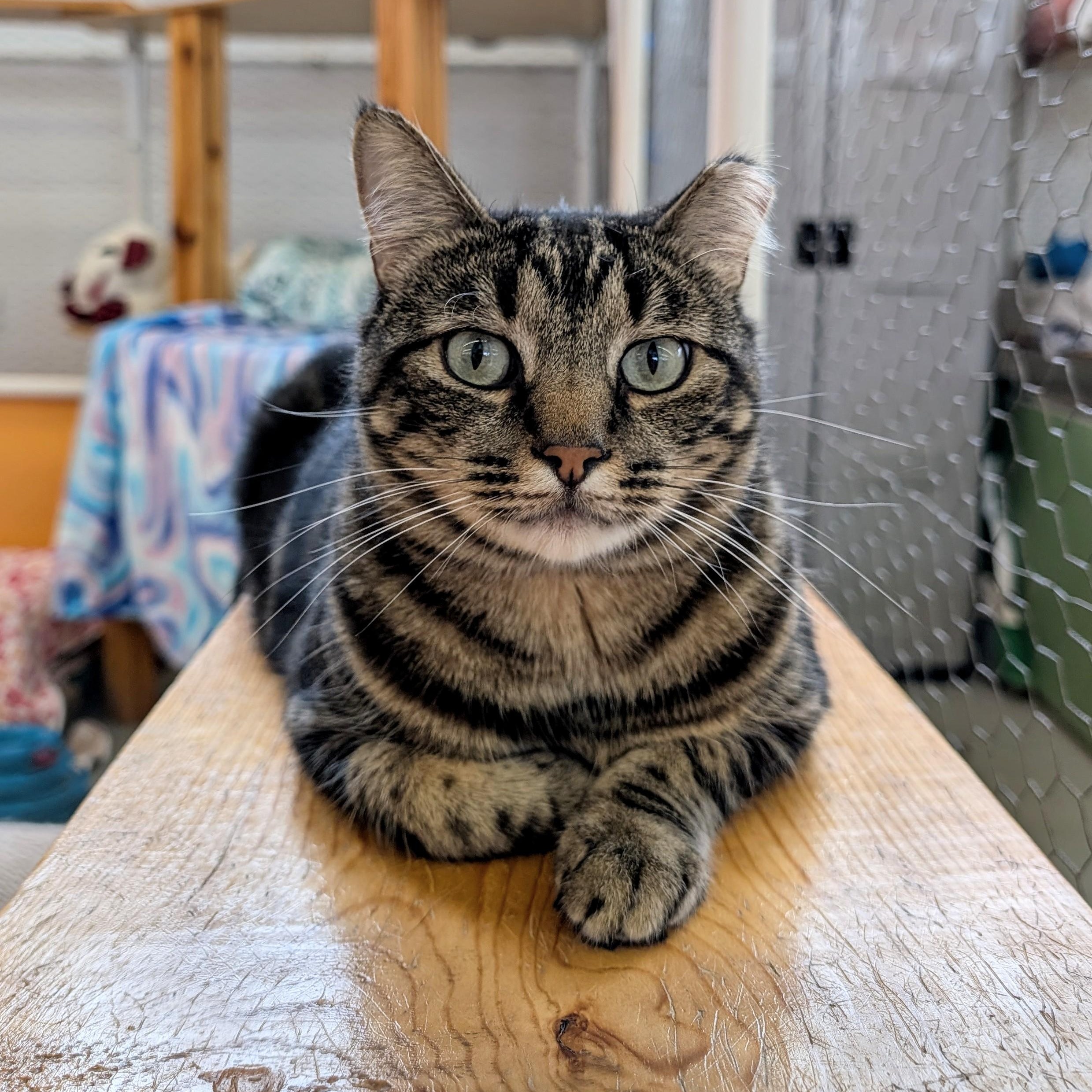 Enlarge Bobby, a Adoptable Domestic Short Hair in St. Louis, MO image 1/3