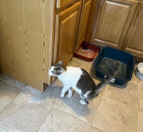 Daisy, a Adoptable Domestic Short Hair in New York, NY image 1/2