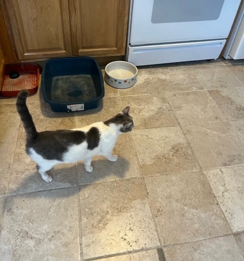 Daisy, a Adoptable Domestic Short Hair in New York, NY image 2/2