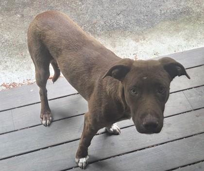 Enlarge Grimm, a Adoptable mixed breed in Blue Ridge, GA image 1/3
