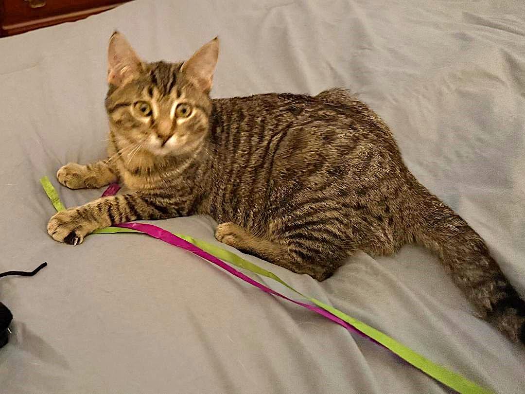 Lollie, a Adoptable mixed breed in Wheaton, IL image 3/6