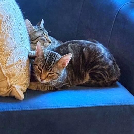 Lollie, a Adoptable mixed breed in Wheaton, IL image 5/6