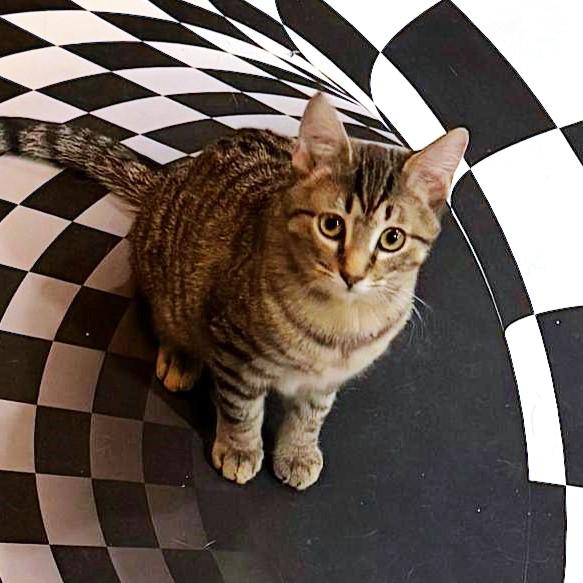 Lollie, Adoptable, Kitten Female Tabby & Domestic Short Hair.