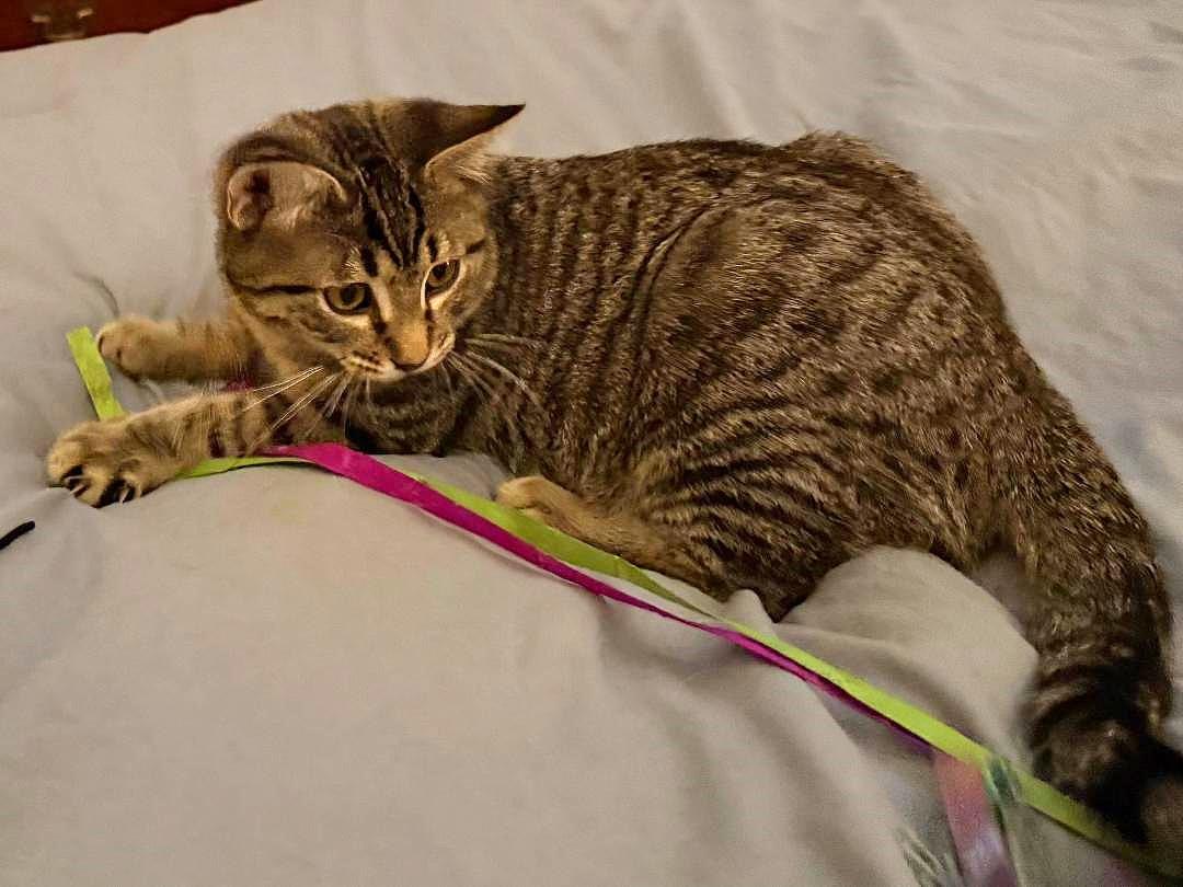 Lollie, a Adoptable mixed breed in Wheaton, IL image 4/6