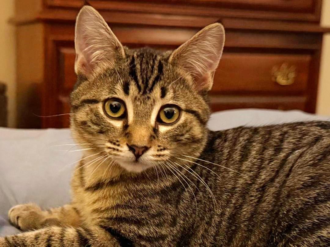 Lollie, Adoptable, Kitten Female Tabby & Domestic Short Hair.