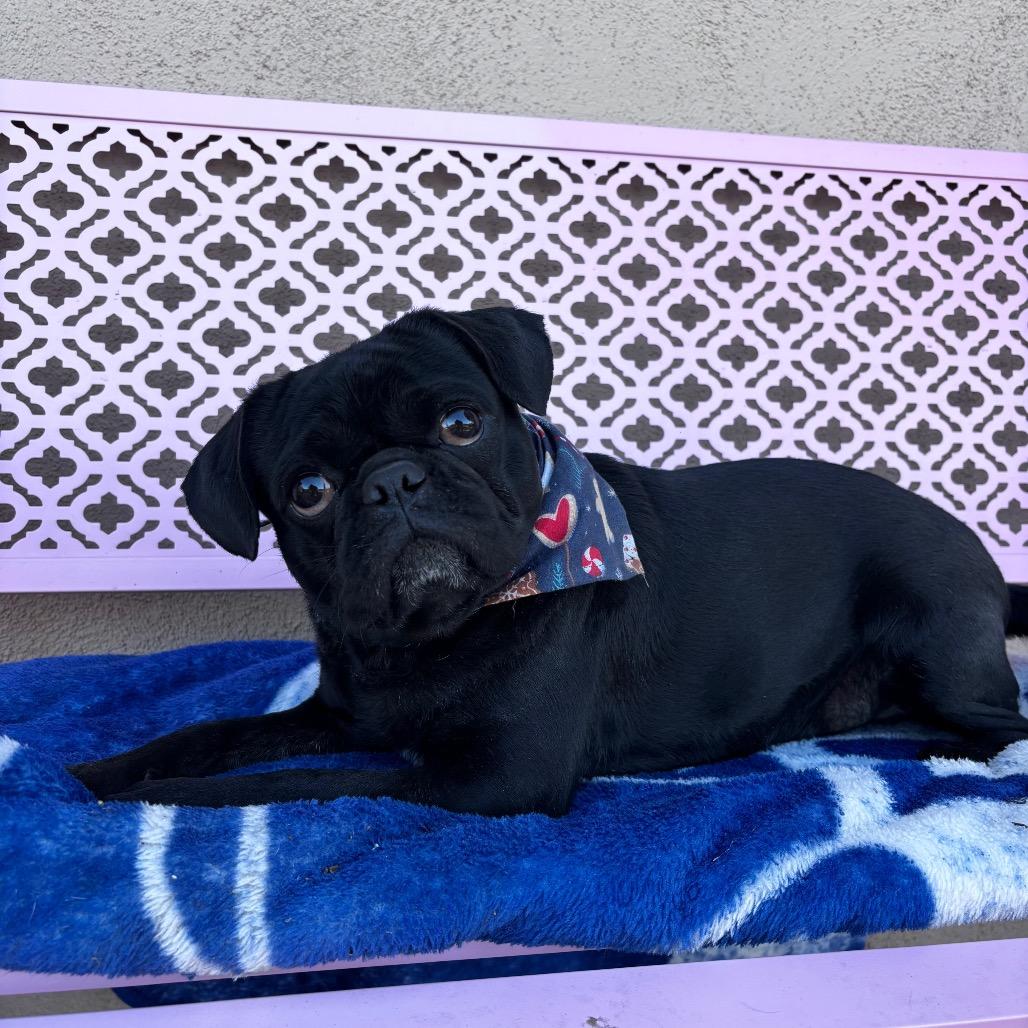 Bodhi, Adoptable, Adult Male Pug.