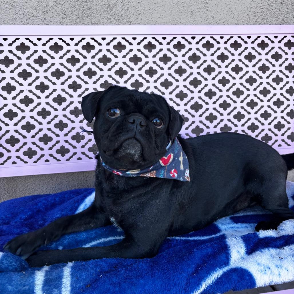 Enlarge Bodhi, a Adoptable Pug in Tucson, AZ image 2/3
