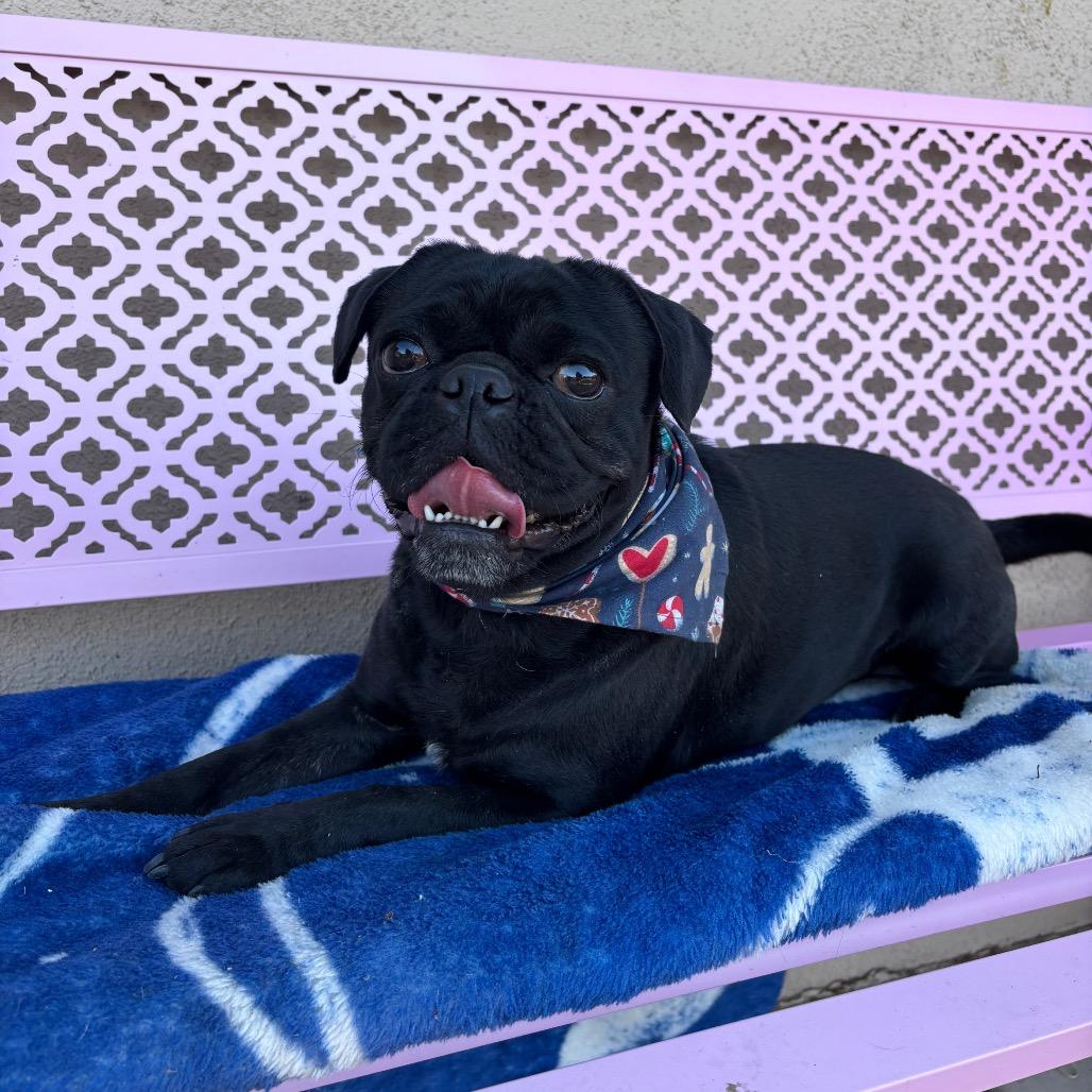 Enlarge Bodhi, a Adoptable Pug in Tucson, AZ image 3/3