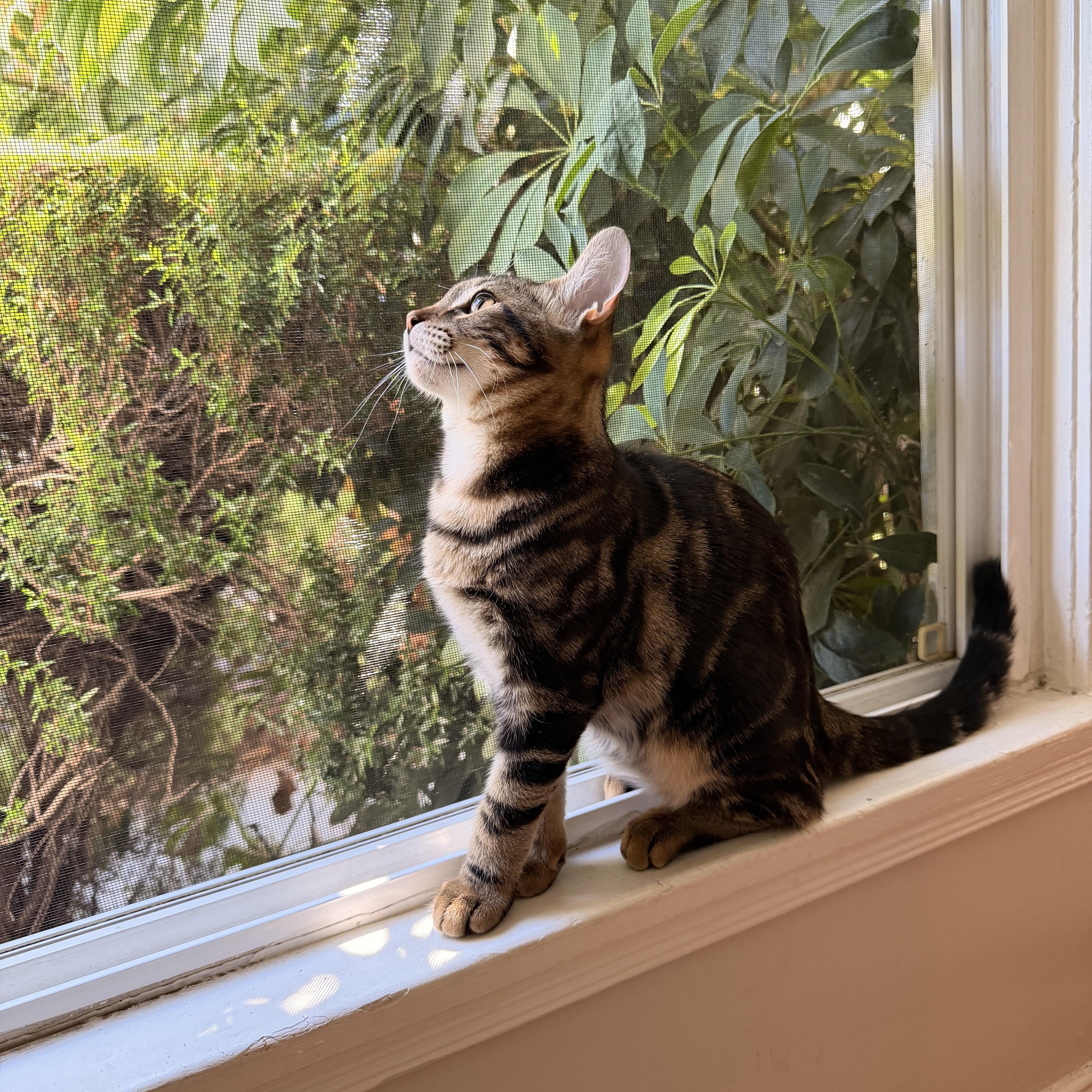 Enlarge Tiger, a Adoptable Tabby in Los Angeles, CA image 2/6