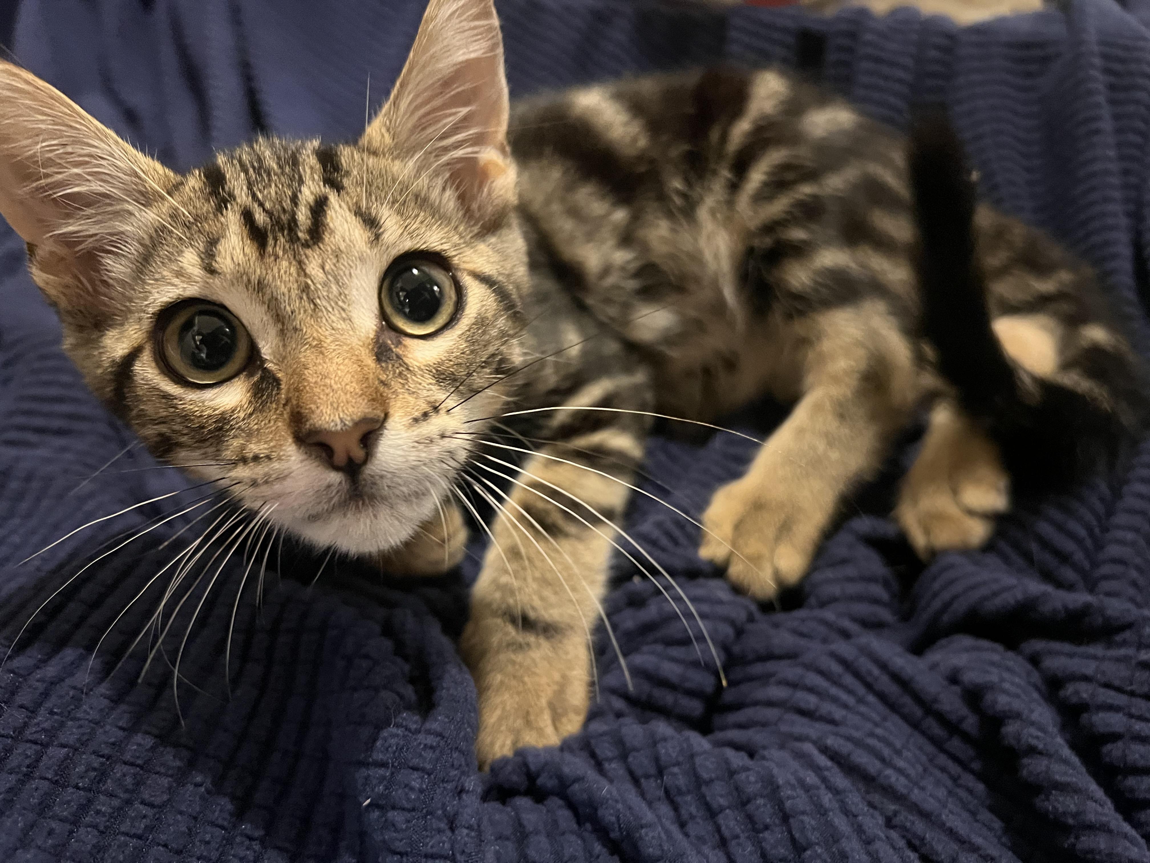 Enlarge Tiger, a Adoptable Tabby in Los Angeles, CA image 1/6