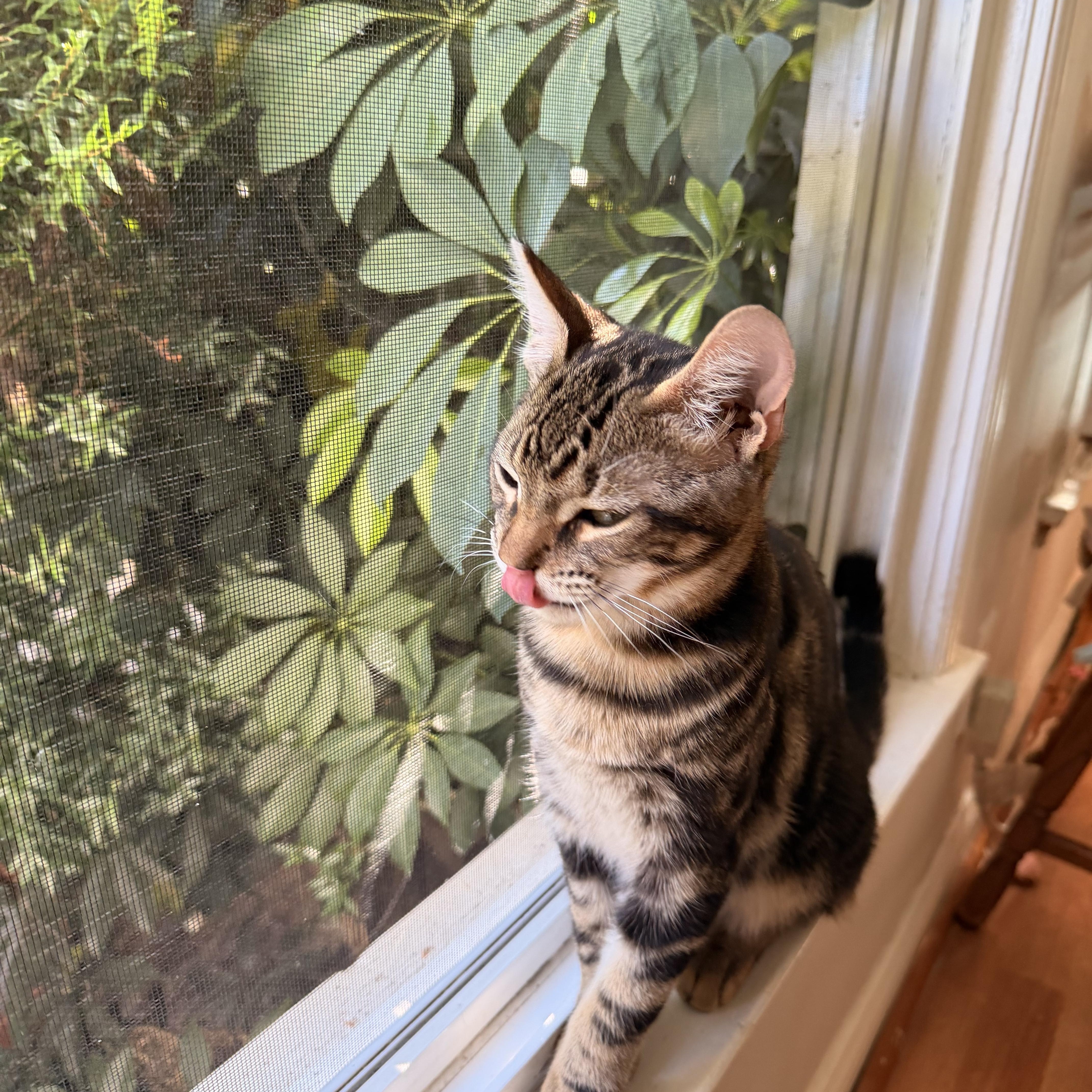 Enlarge Tiger, a Adoptable Tabby in Los Angeles, CA image 4/6