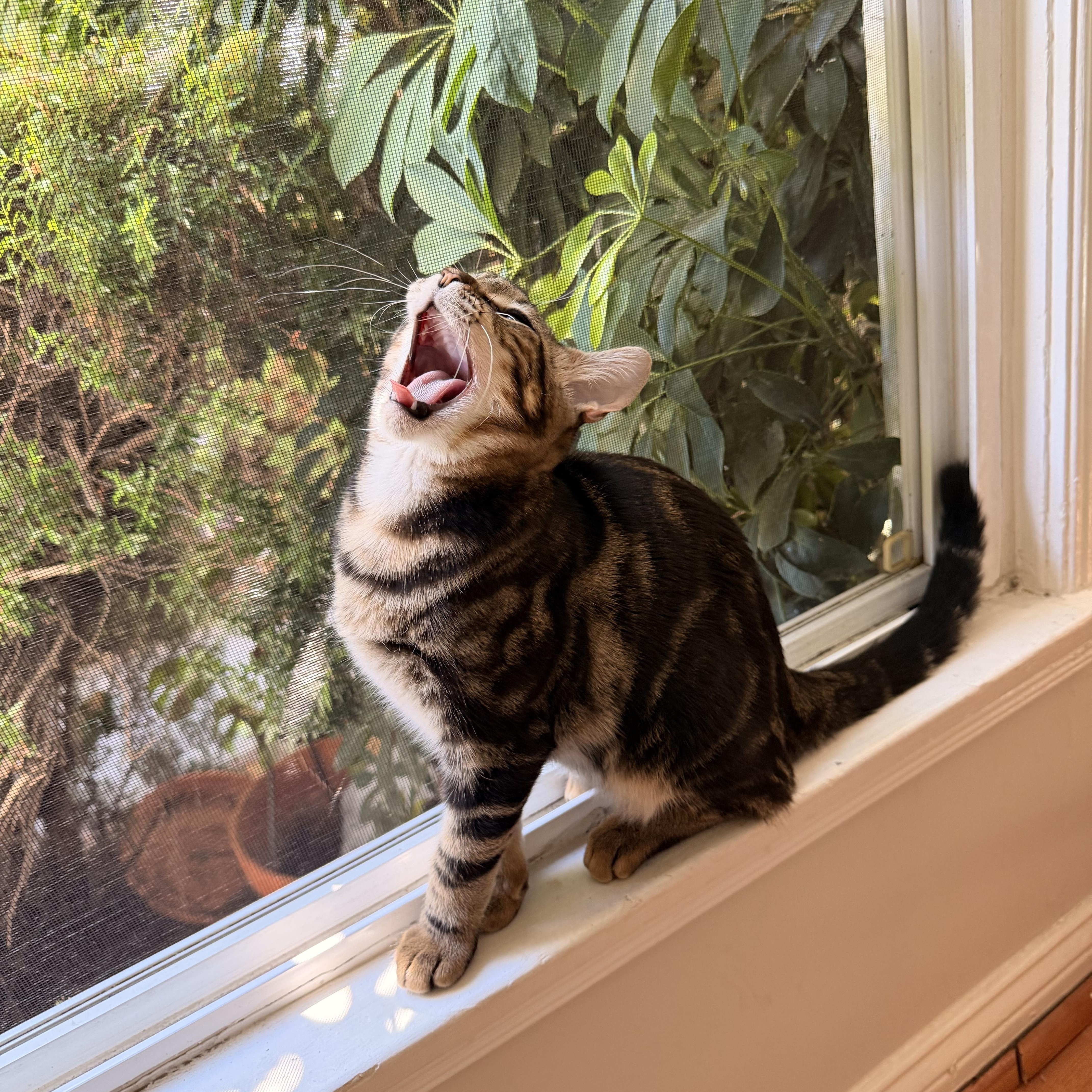 Enlarge Tiger, a Adoptable Tabby in Los Angeles, CA image 3/6