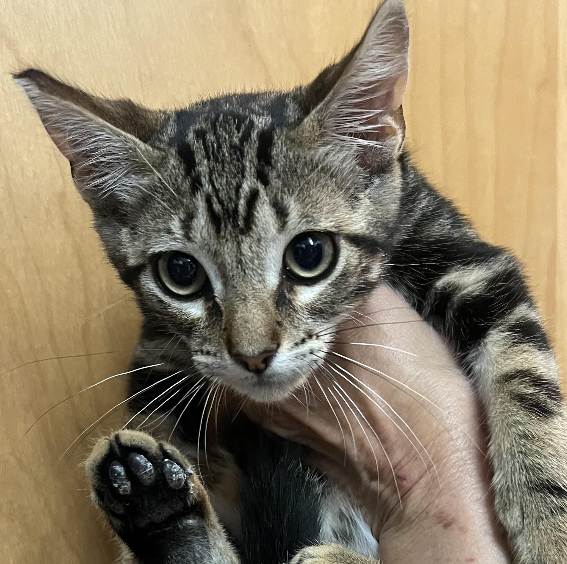 Enlarge Tiger, a Adoptable Tabby in Los Angeles, CA image 6/6