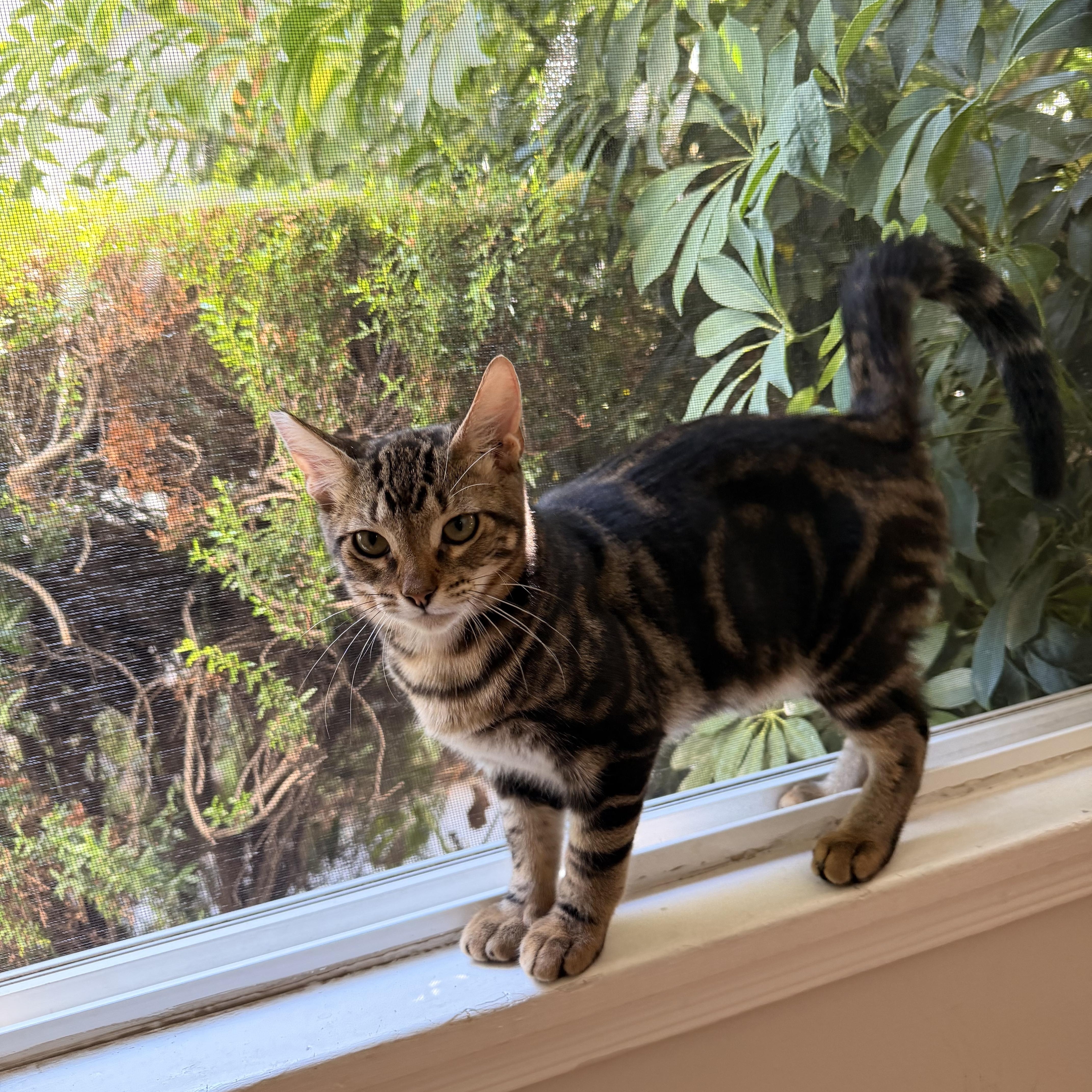 Enlarge Tiger, a Adoptable Tabby in Los Angeles, CA image 5/6