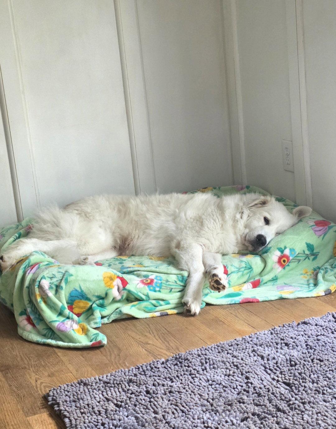 Vera, a Adopted Great Pyrenees in Thomasville, NC image 2/3