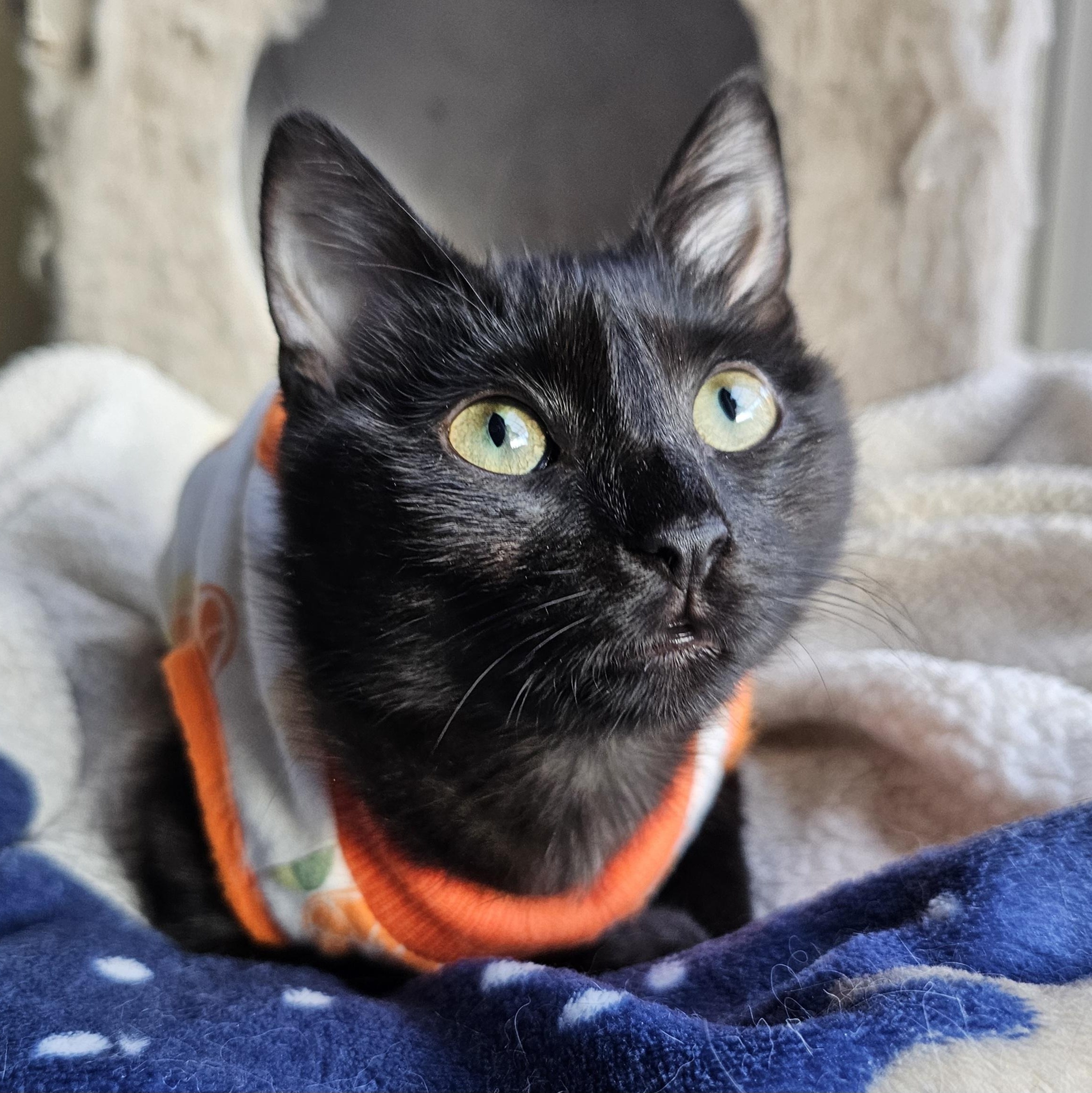 Enlarge Chibi, an adoption pending Domestic Short Hair in Ridgefield, CT image 1/6