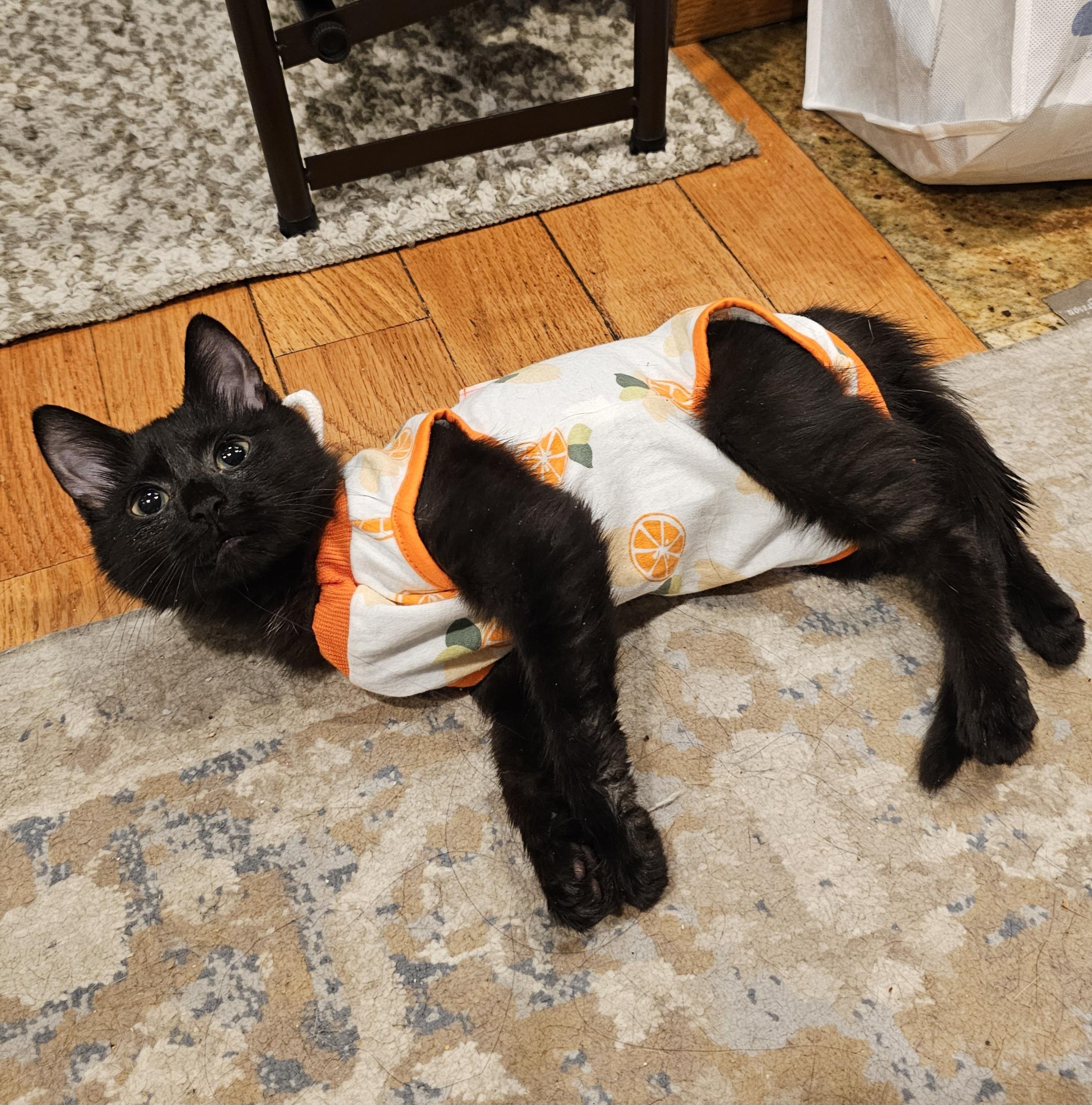 Enlarge Chibi, an adoptable Domestic Short Hair in Ridgefield, CT image 1/6