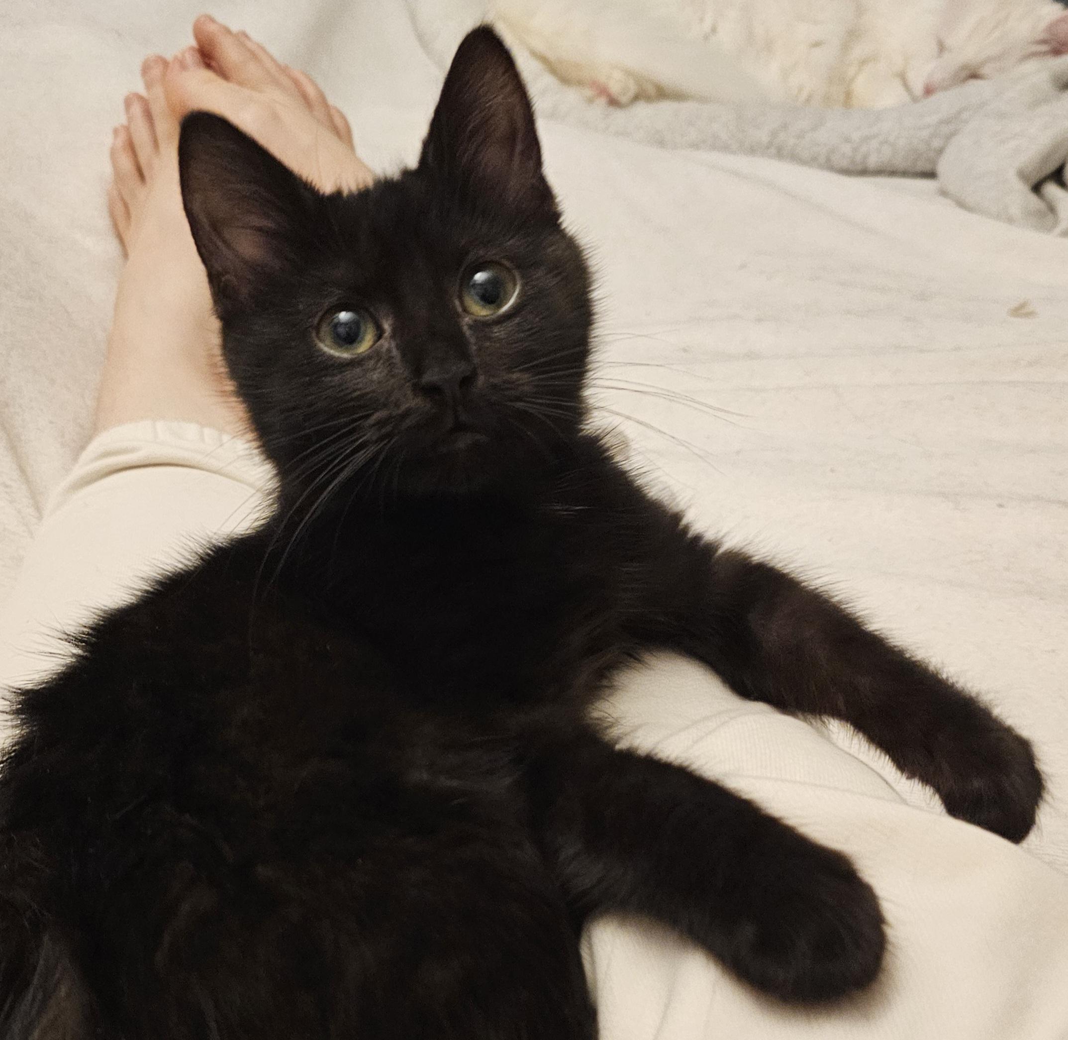 Enlarge Chibi, an adoptable Domestic Short Hair in Ridgefield, CT image 2/6