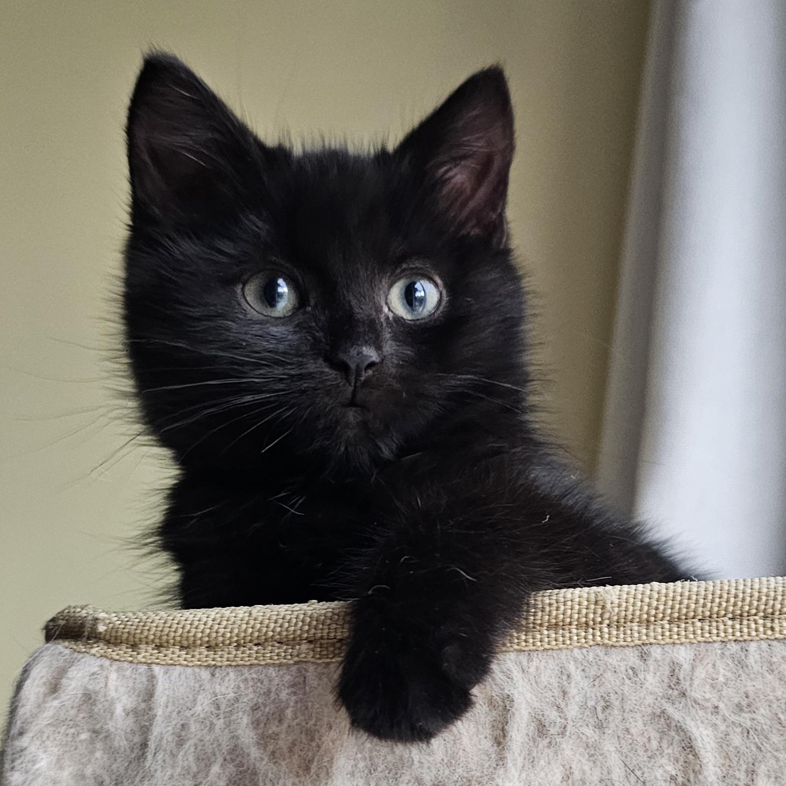 Chibi, ADOPTABLE, Kitten Female Domestic Short Hair.