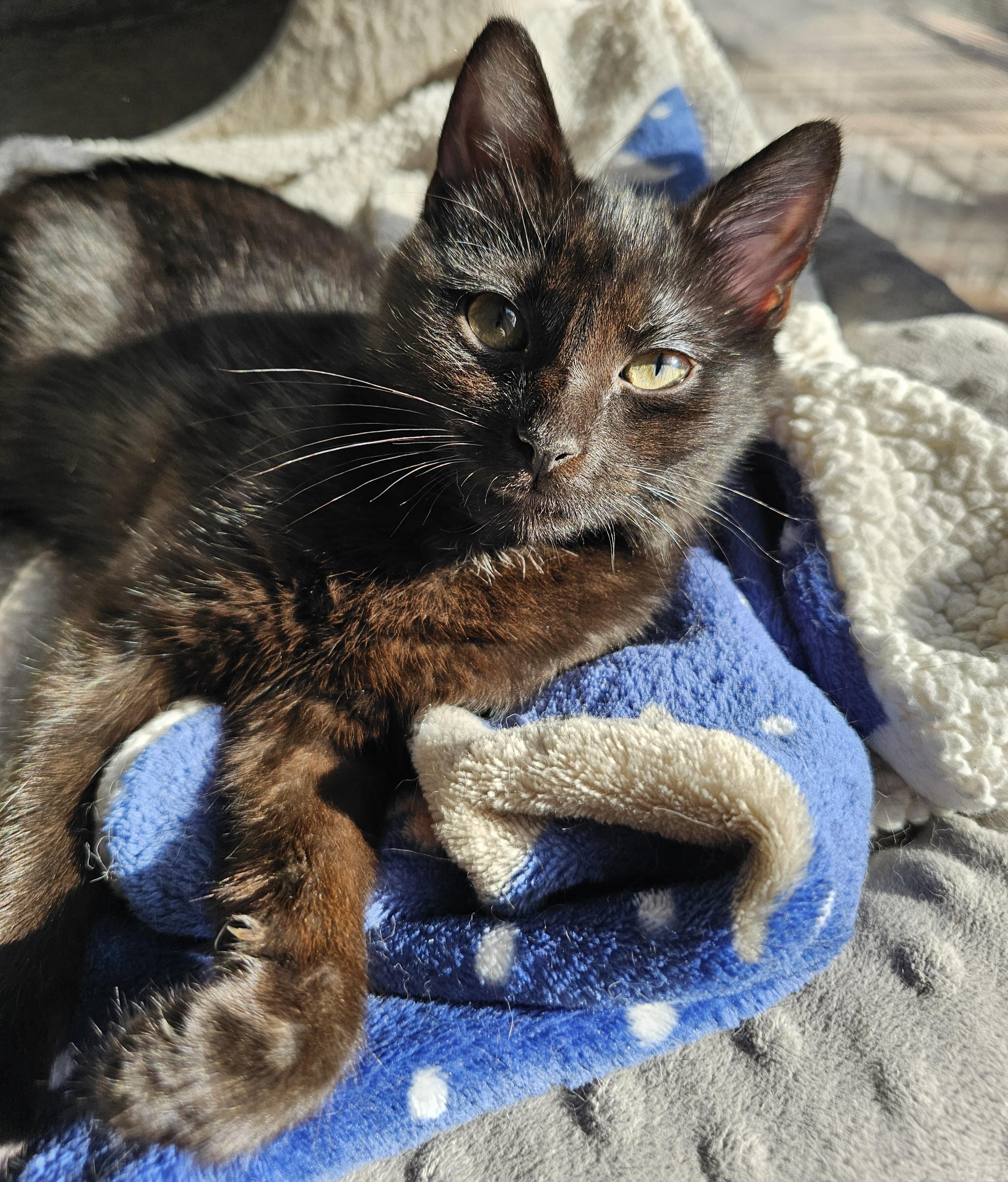 Enlarge Chibi, an adoptable Domestic Short Hair in Ridgefield, CT image 4/6