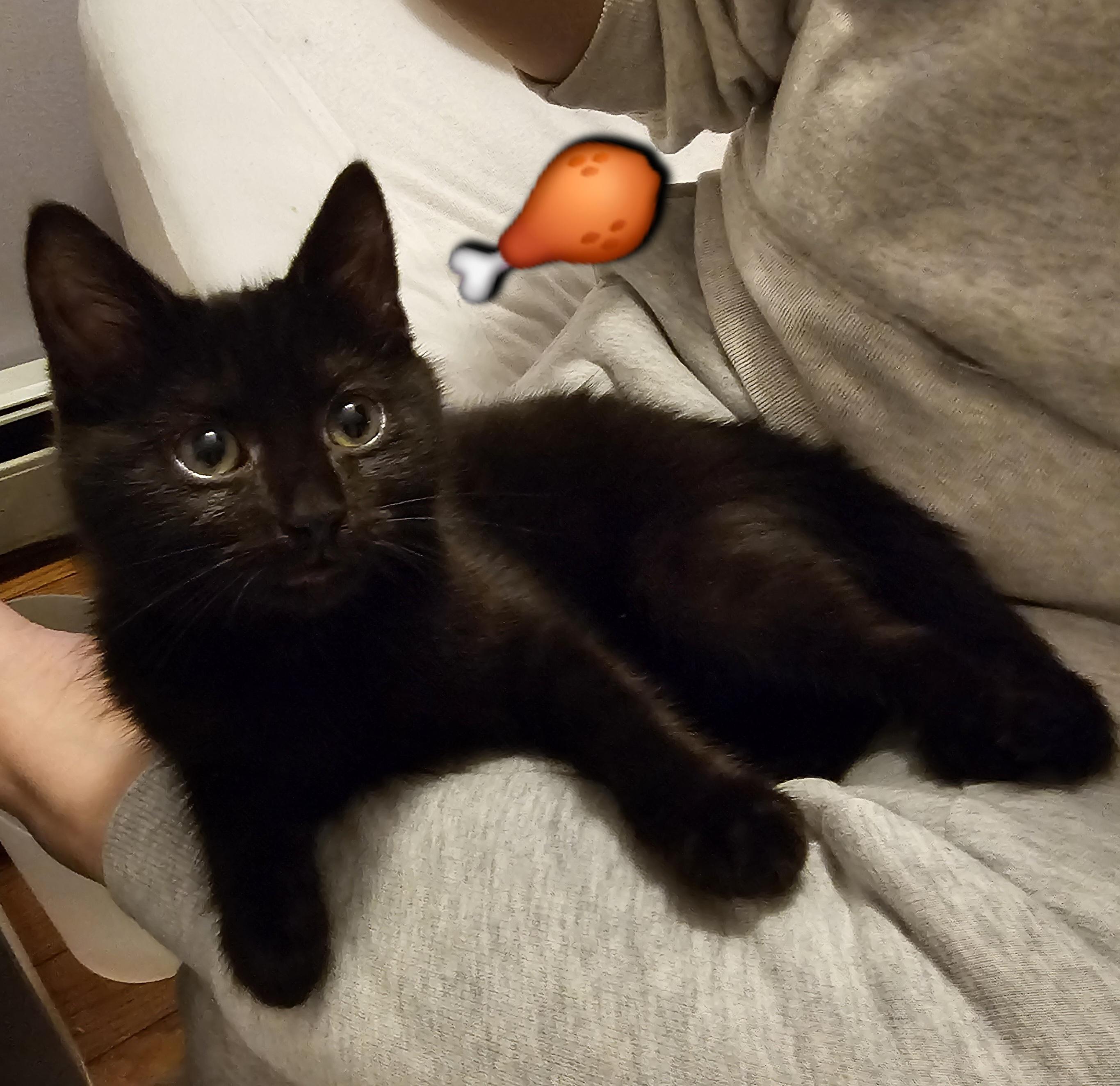 Enlarge Chibi, an adoptable Domestic Short Hair in Ridgefield, CT image 3/6