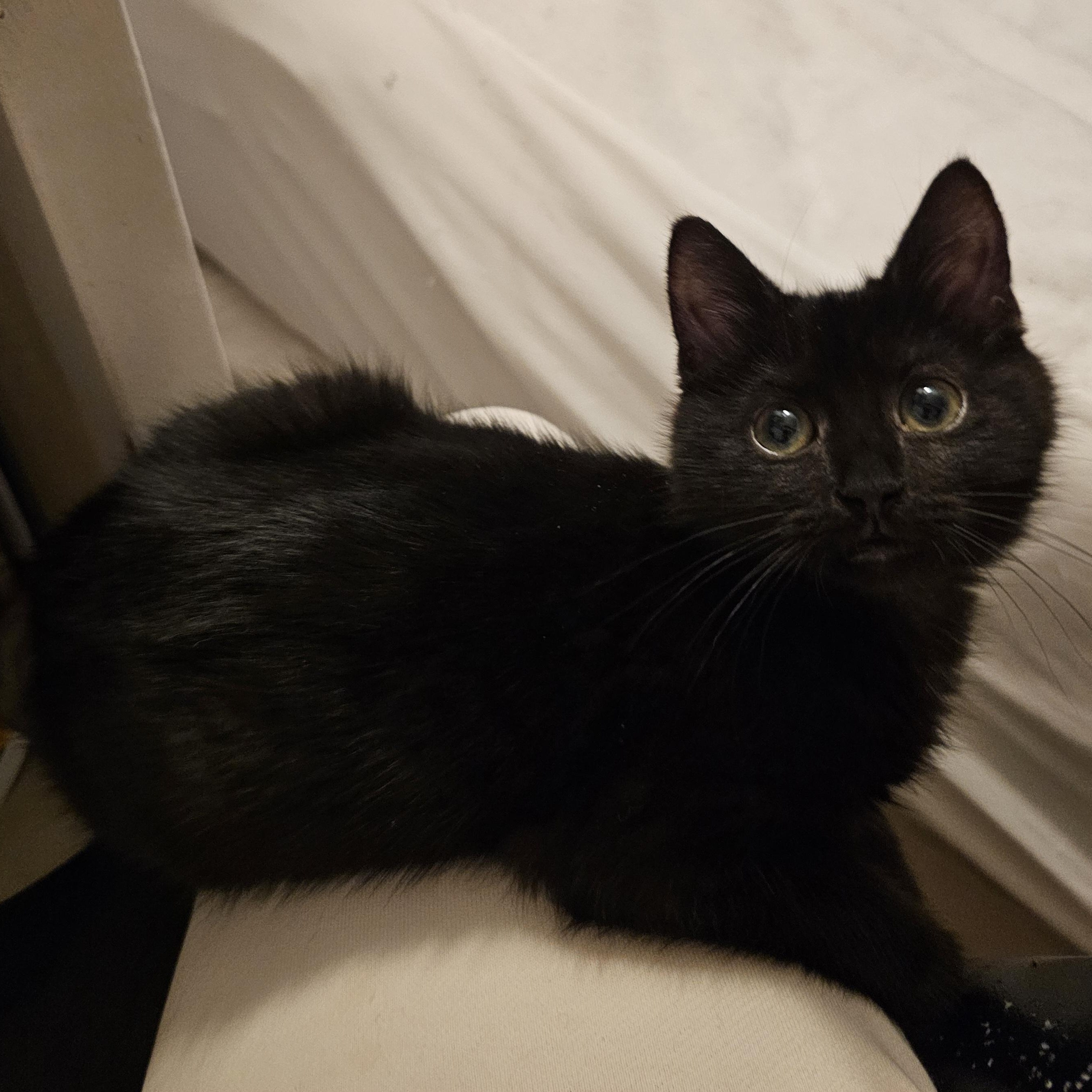 Enlarge Chibi, an adoption pending Domestic Short Hair in Ridgefield, CT image 5/6