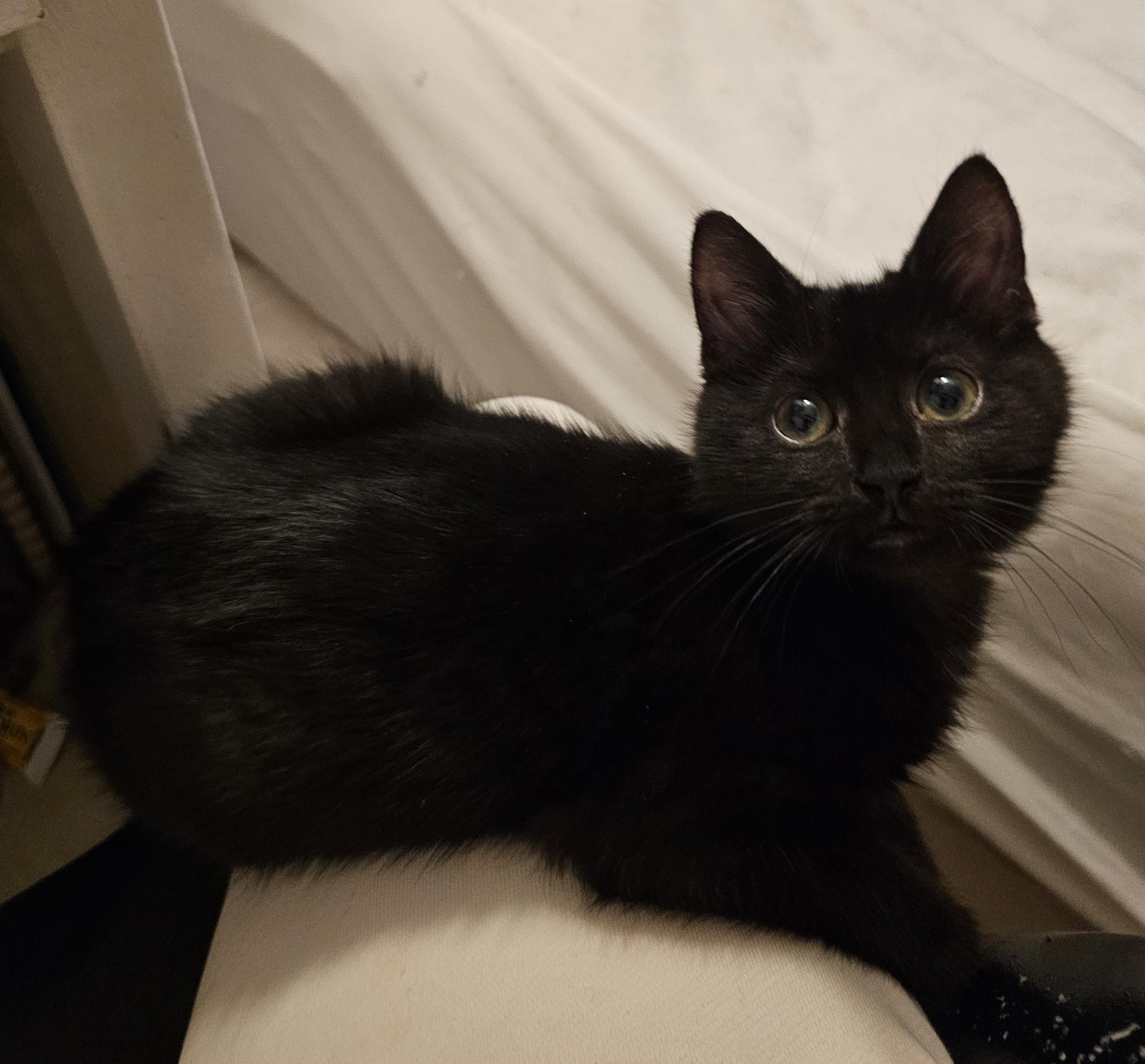 Enlarge Chibi, an adoptable Domestic Short Hair in Ridgefield, CT image 5/6