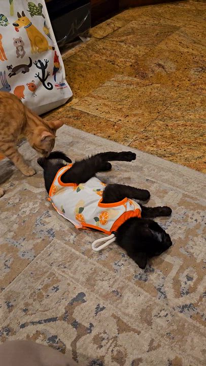 Enlarge Chibi, an adoptable Domestic Short Hair in Ridgefield, CT video 6/6