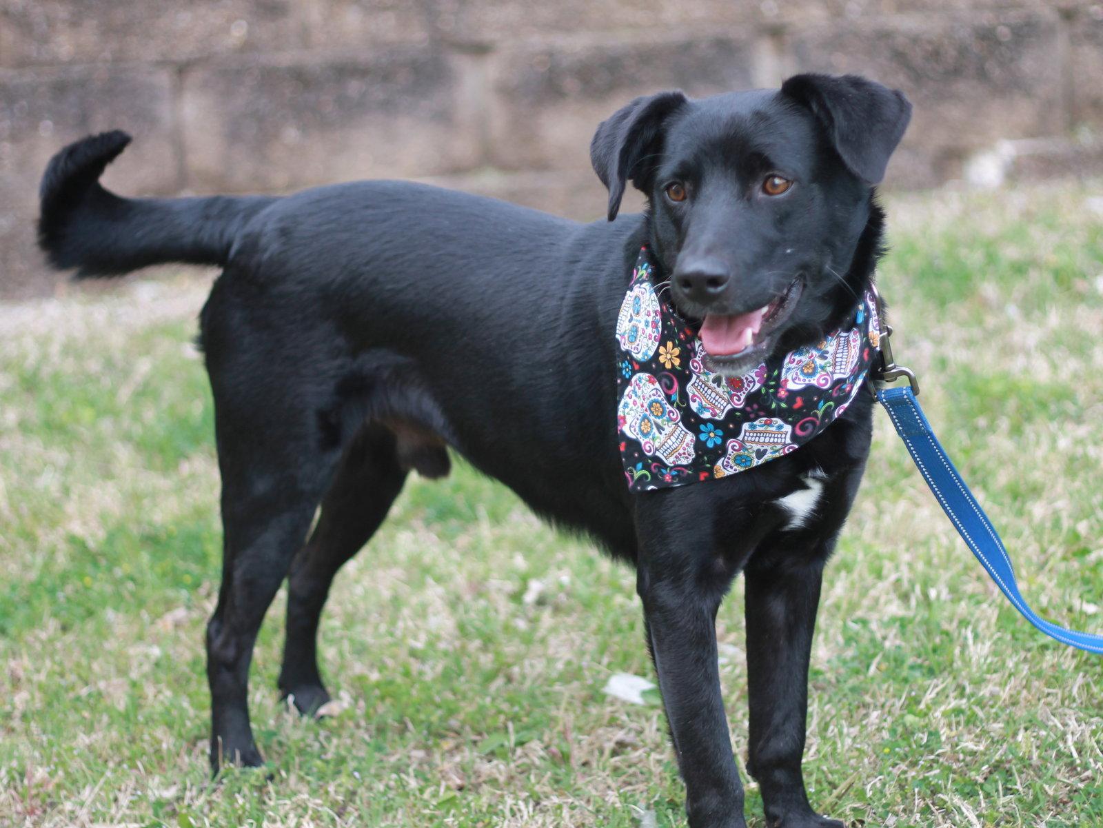 Clyde - MEET ME 7/11 - FREE TO ADOPT!, Adoptable, Adult Male Labrador Retriever & Australian Shepherd.