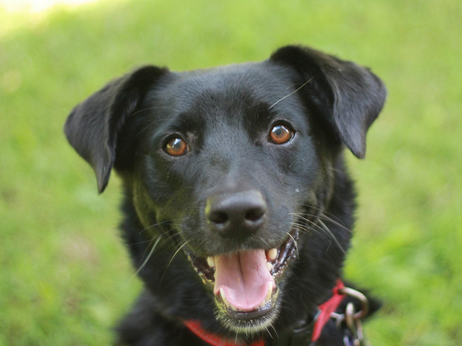 Clyde, a Adoptable mixed breed in Cookeville, TN image 2/3