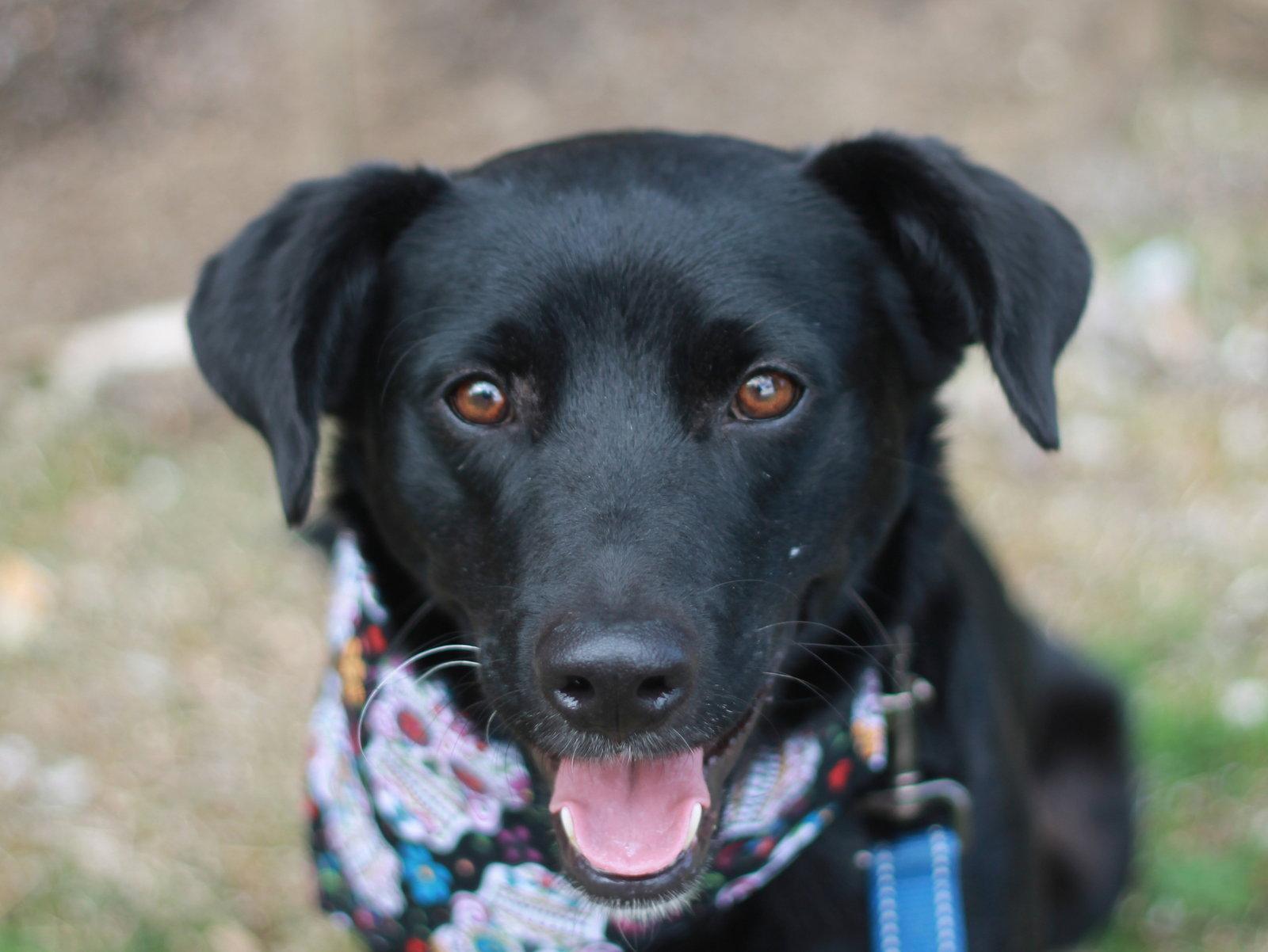 Enlarge Clyde - MEET ME 7/11 - FREE TO ADOPT!, a Adoptable mixed breed in Cookeville, TN image 2/3