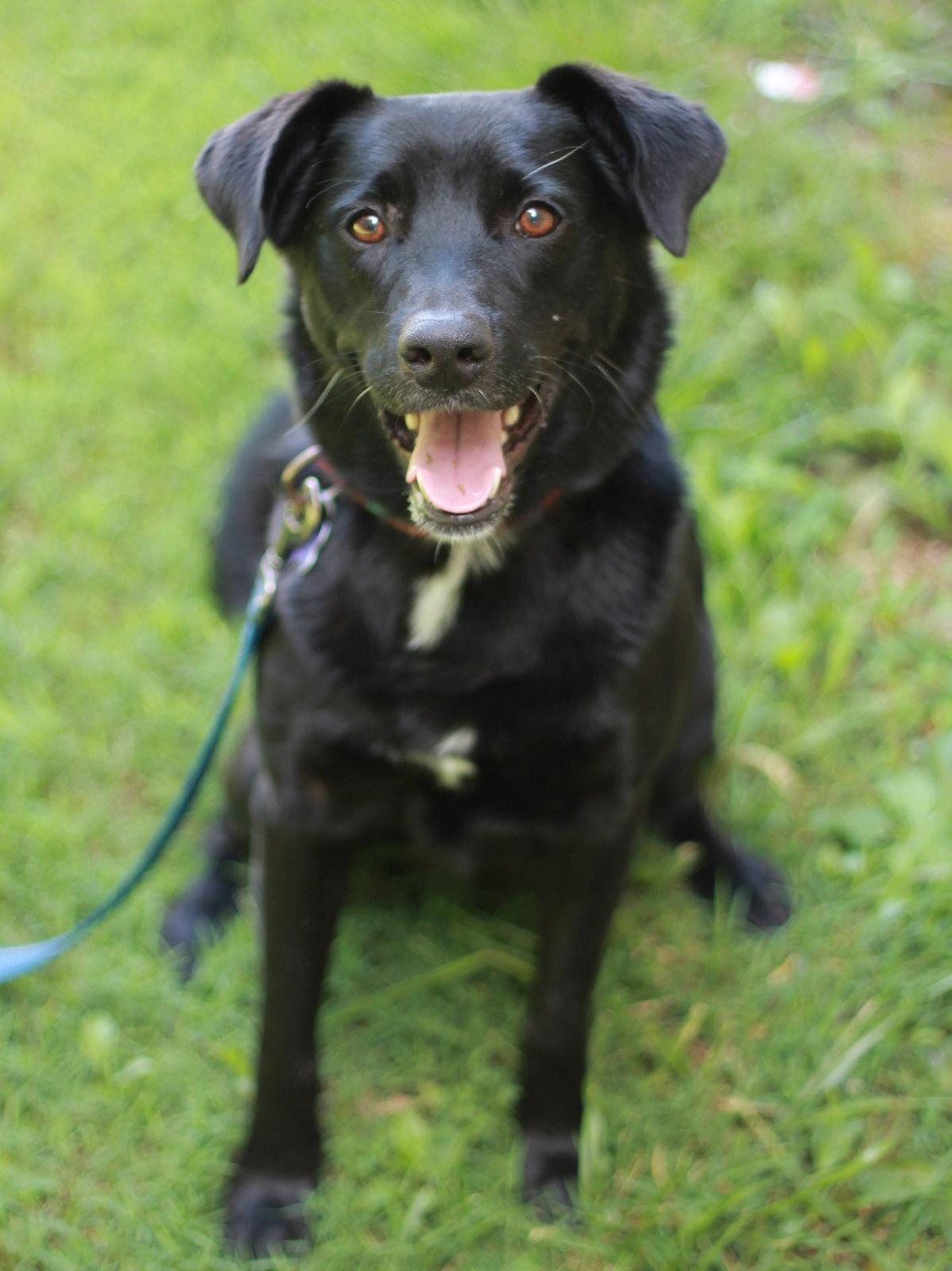 Clyde, Adoptable, Adult Male Labrador Retriever & Australian Shepherd.