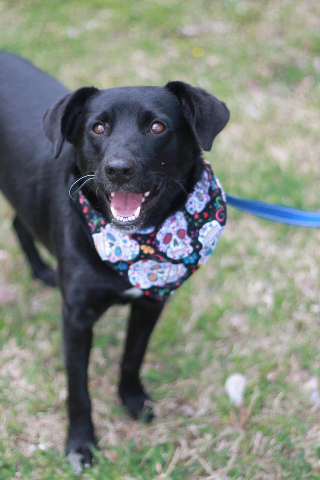 Enlarge Clyde - MEET ME 7/11 - FREE TO ADOPT!, a Adoptable mixed breed in Cookeville, TN image 3/3