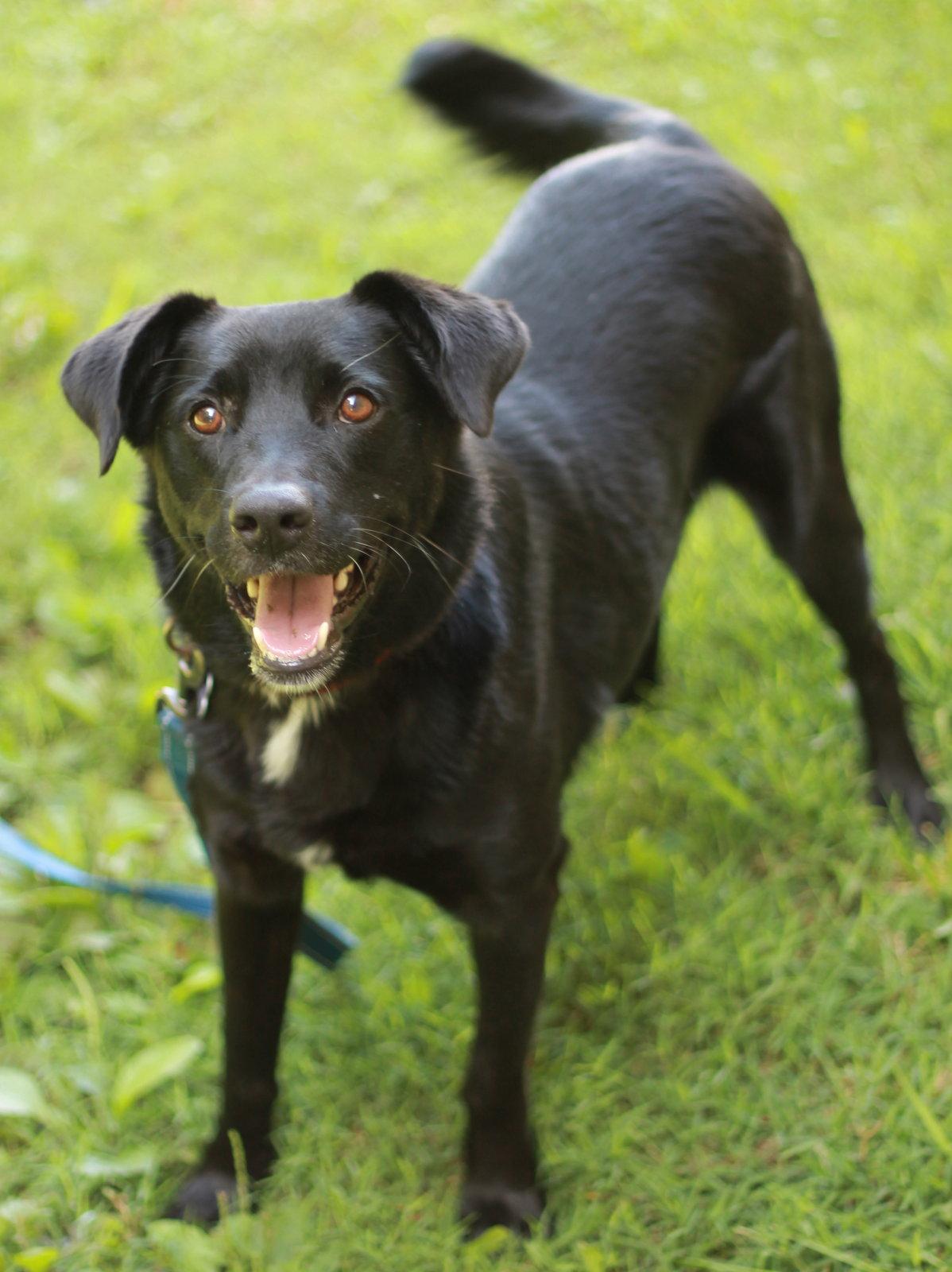 Clyde, a Adoptable mixed breed in Cookeville, TN image 3/3