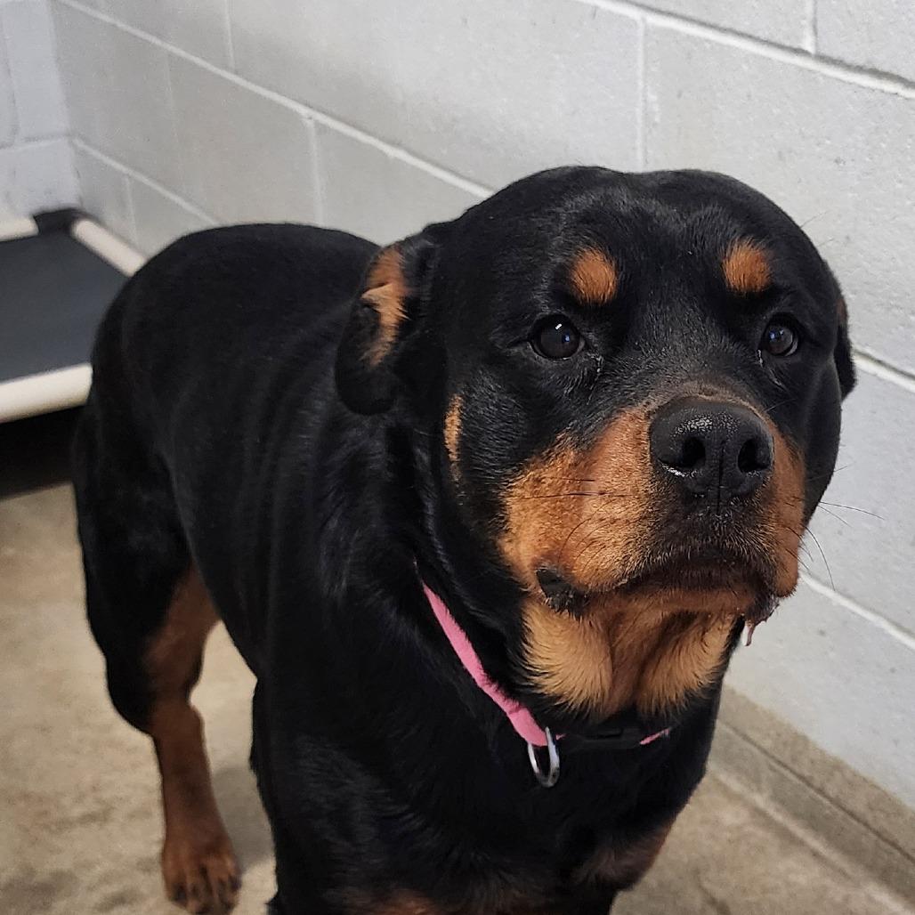 Enlarge NALA, an adopted Rottweiler in Corydon, IN image 1/1