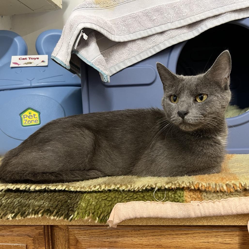 Carmilla, Adoptable, Young Female Domestic Short Hair.