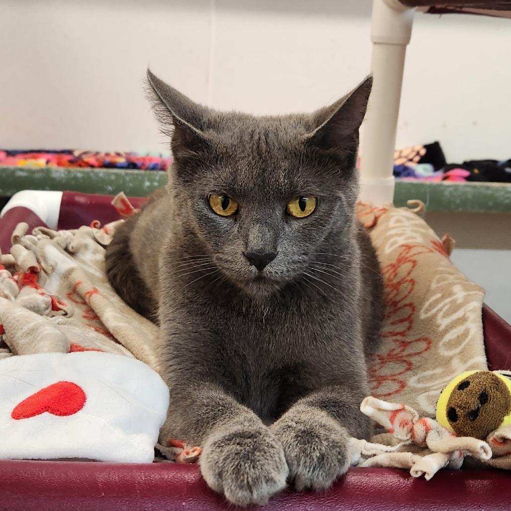 Enlarge Carmilla, a Adoptable Domestic Short Hair in Delaware, OH image 2/6