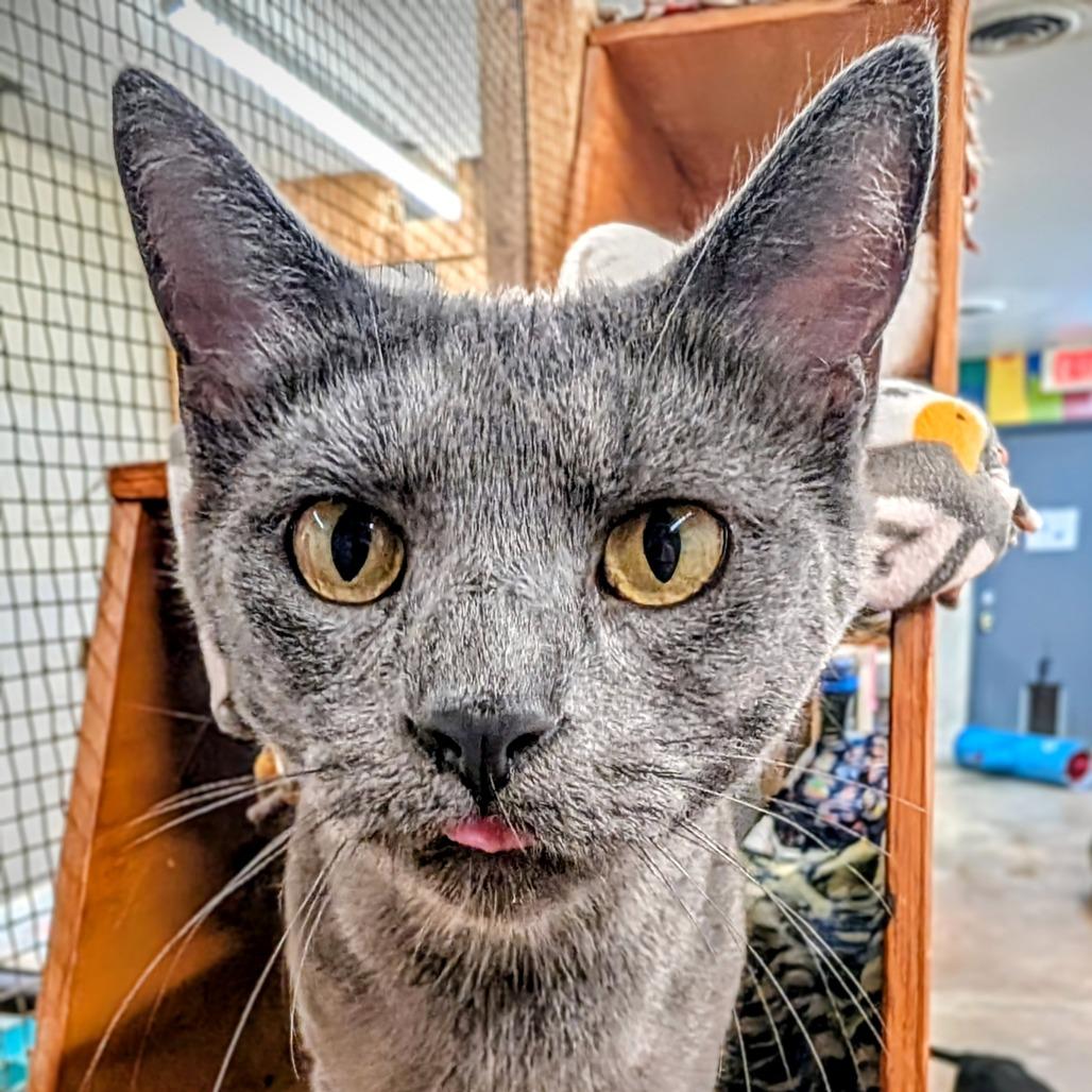 Enlarge Carmilla, a Adoptable Domestic Short Hair in Delaware, OH image 3/6