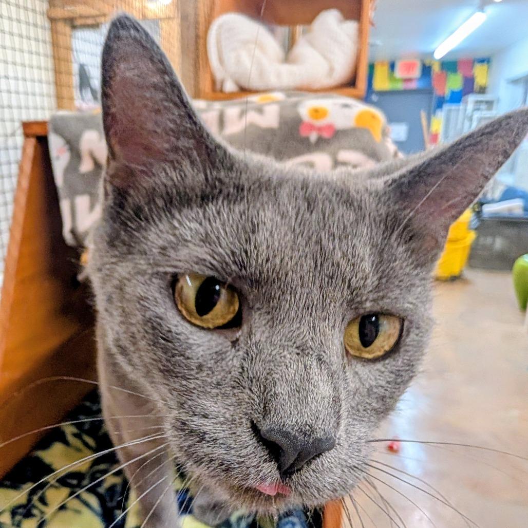 Enlarge Carmilla, a Adoptable Domestic Short Hair in Delaware, OH image 4/6