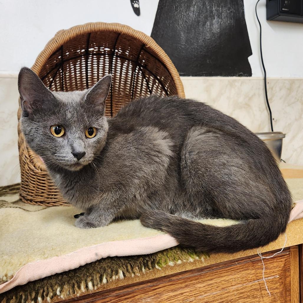 Enlarge Carmilla, a Adoptable Domestic Short Hair in Delaware, OH image 5/6