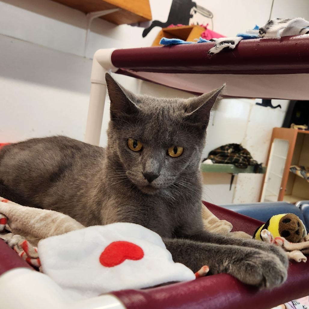 Enlarge Carmilla, a Adoptable Domestic Short Hair in Delaware, OH image 6/6