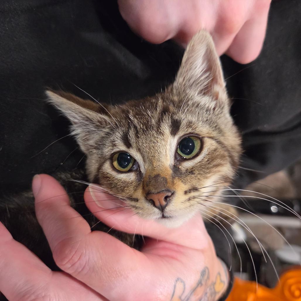 Nailah Thorbourne, Adoptable, Kitten Female Domestic Short Hair.