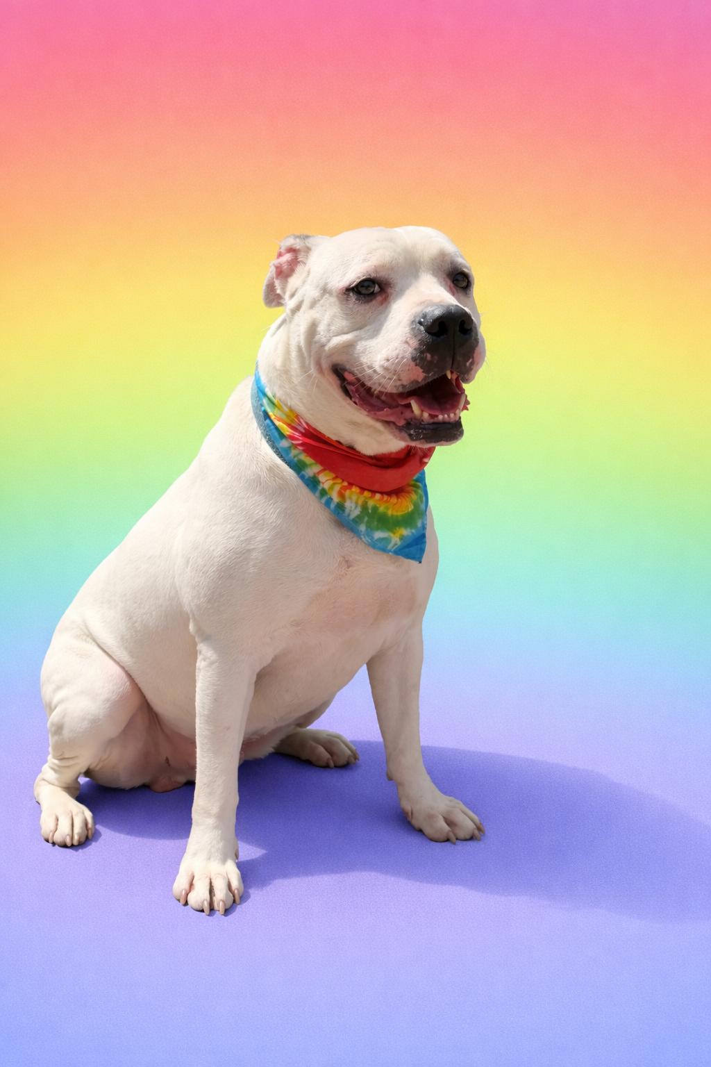 Enlarge Shiro, a ADOPTABLE mixed breed in Scottsville, KY image 1/5