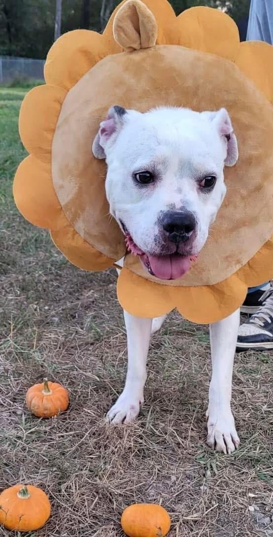 Enlarge Shiro, a ADOPTABLE mixed breed in Scottsville, KY image 5/5