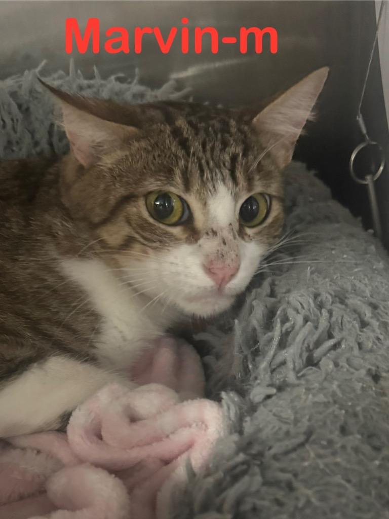 Marvin 25, Adoptable, Young Male Tabby & Domestic Short Hair.