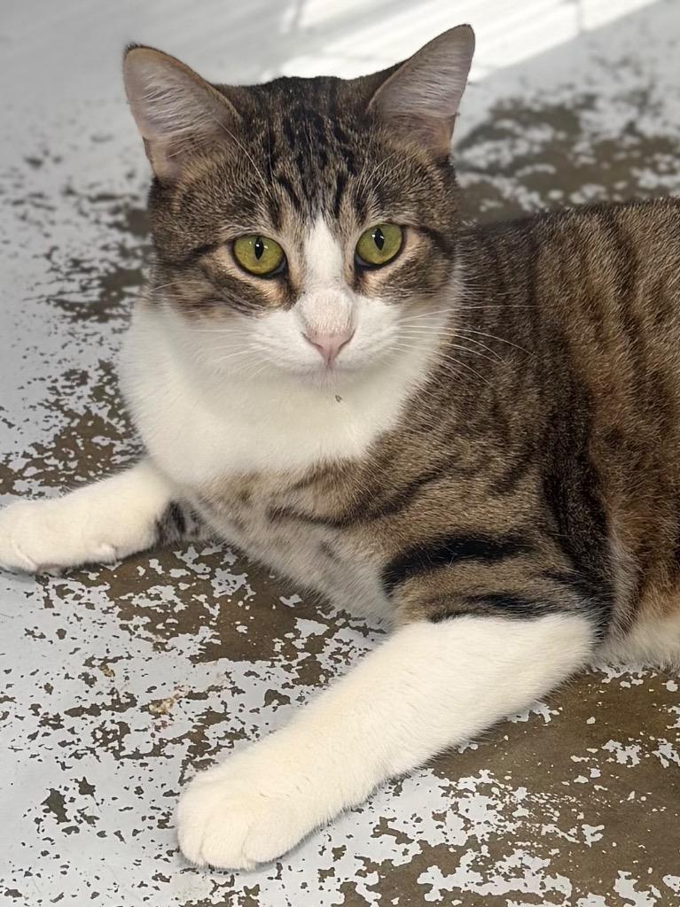 Enlarge Marvin 25, a Adoptable mixed breed in Brookhaven, MS image 1/2