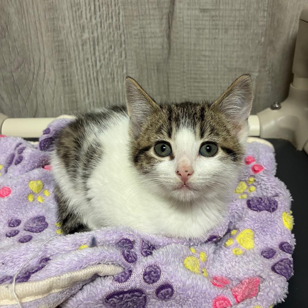Enlarge Joe G, a Adoptable Domestic Short Hair in Franklin, NC image 1/1